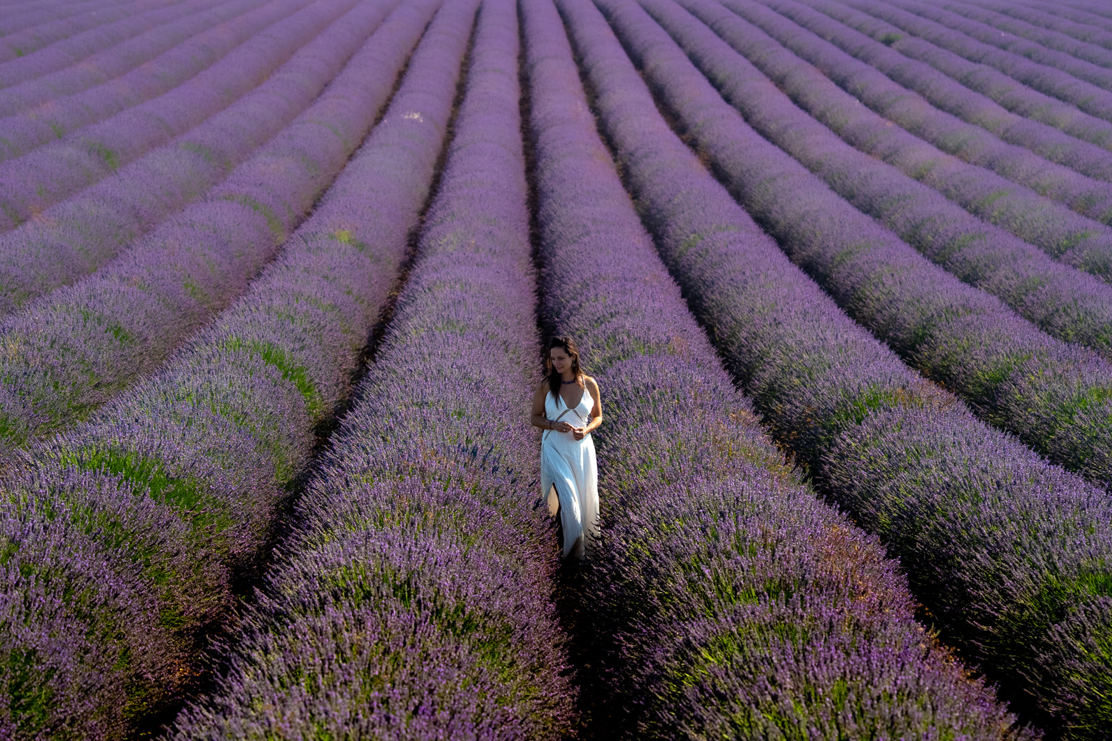 Woman standing in rows of blooming lavender